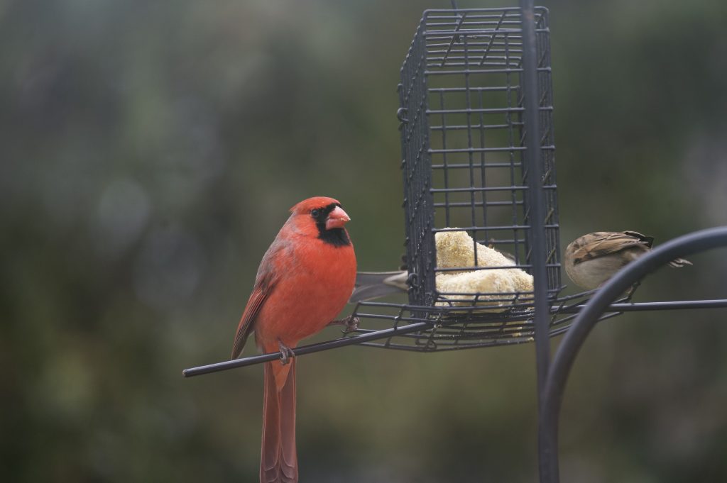 Feasting at the Feeder