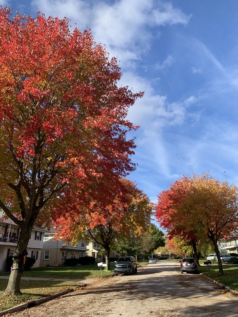 Fall in Fischer Woods