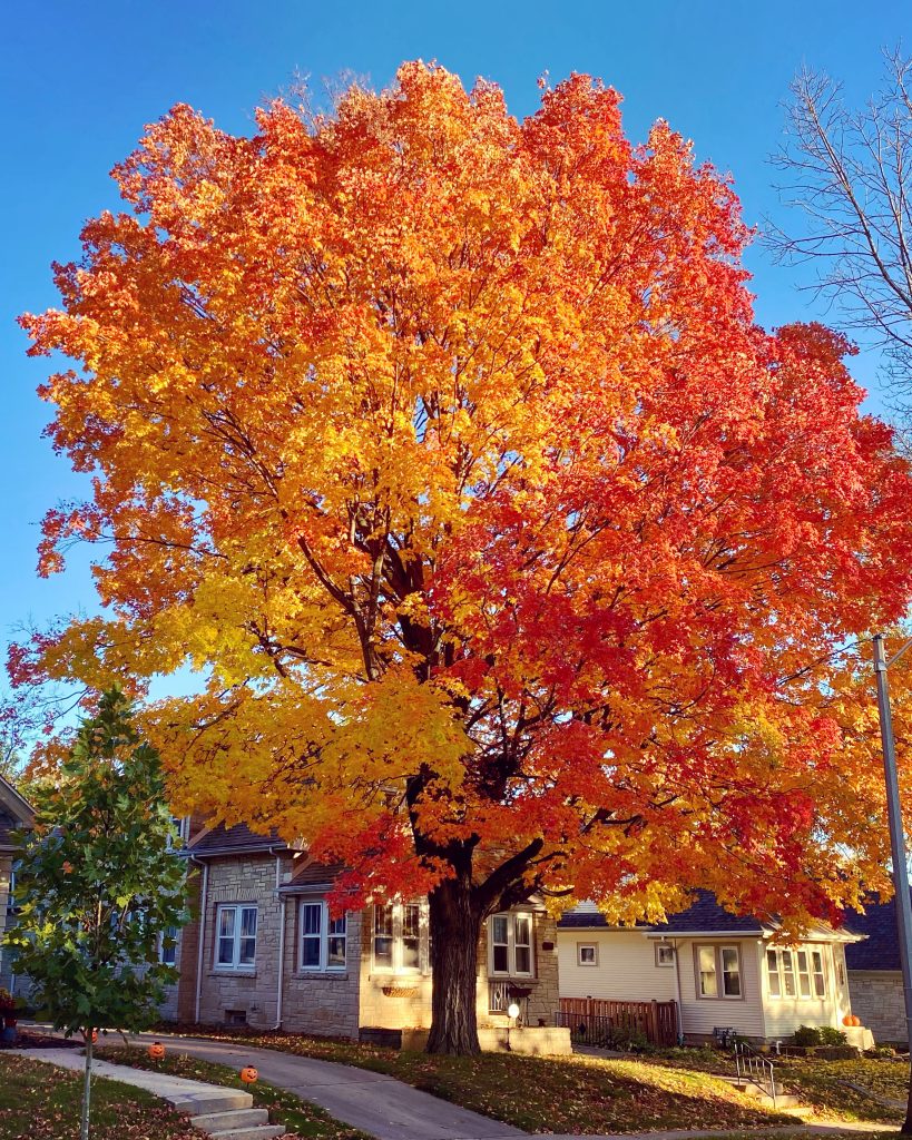 Fall in East Tosa