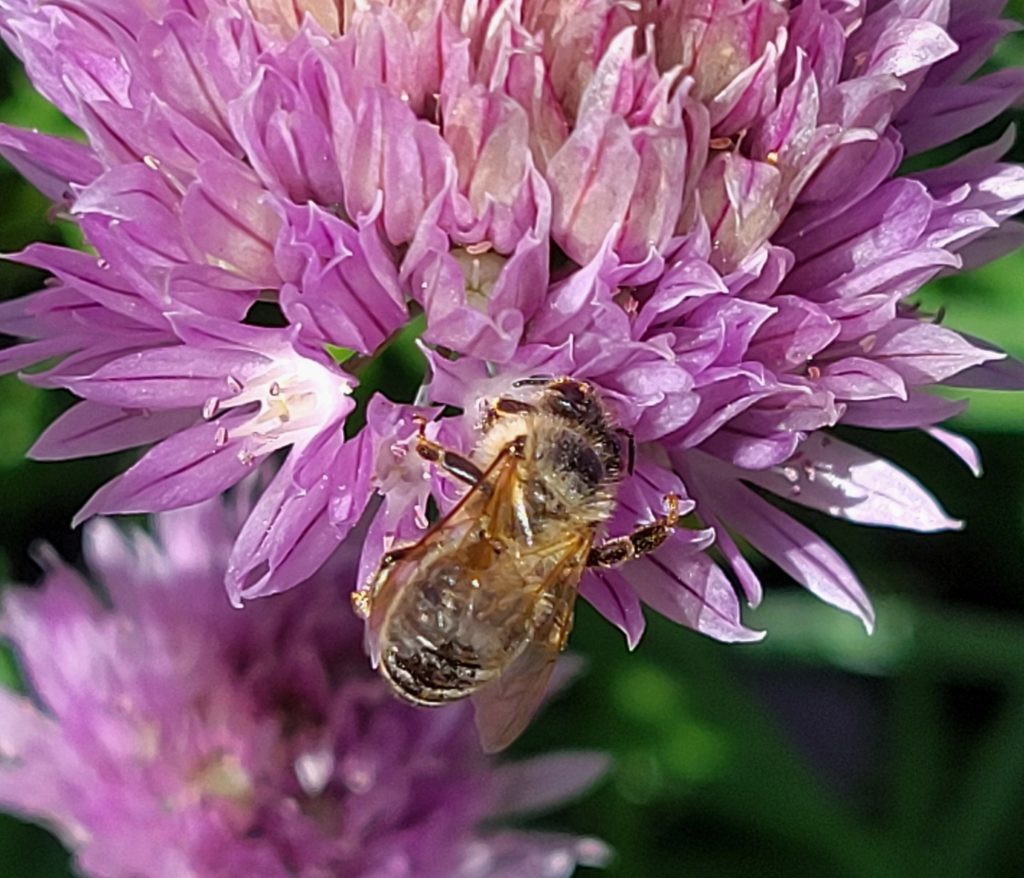 Busy Bee