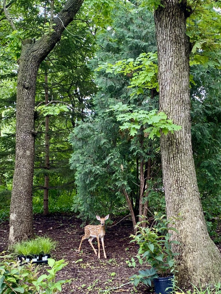 Oh deer, it’s Bambi!