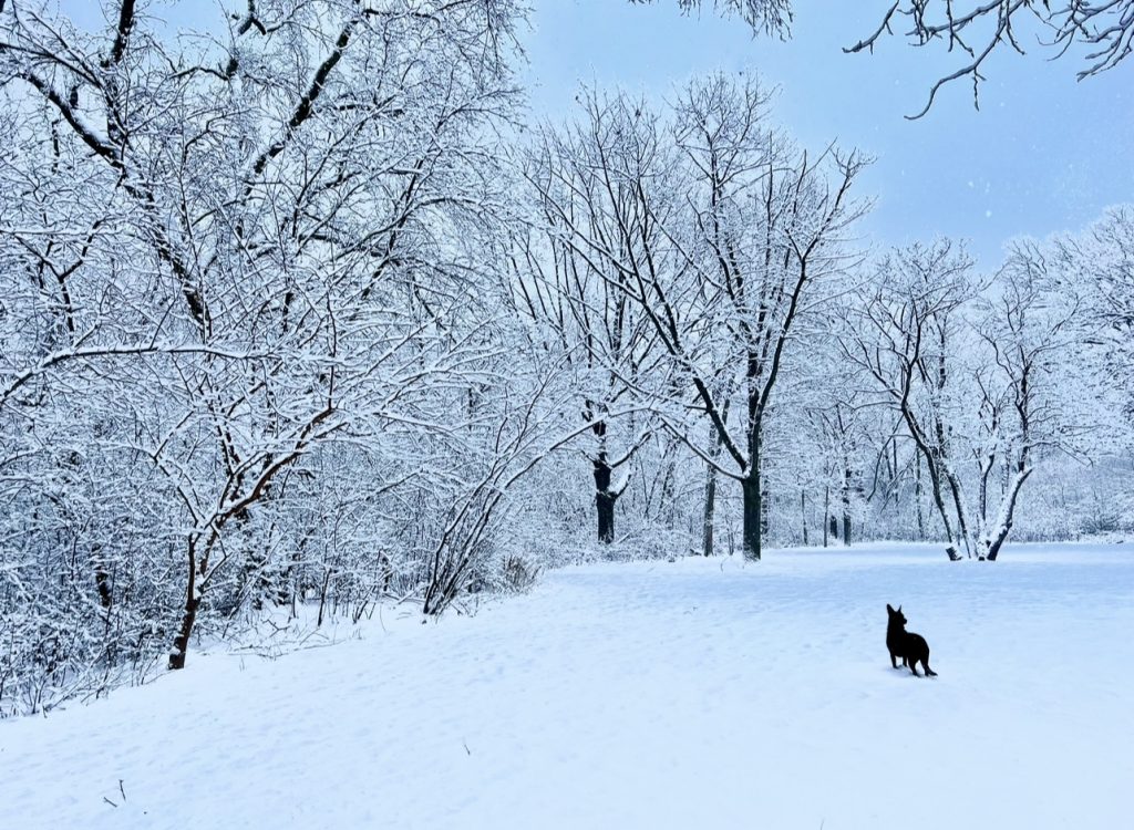 Mavis in the snow