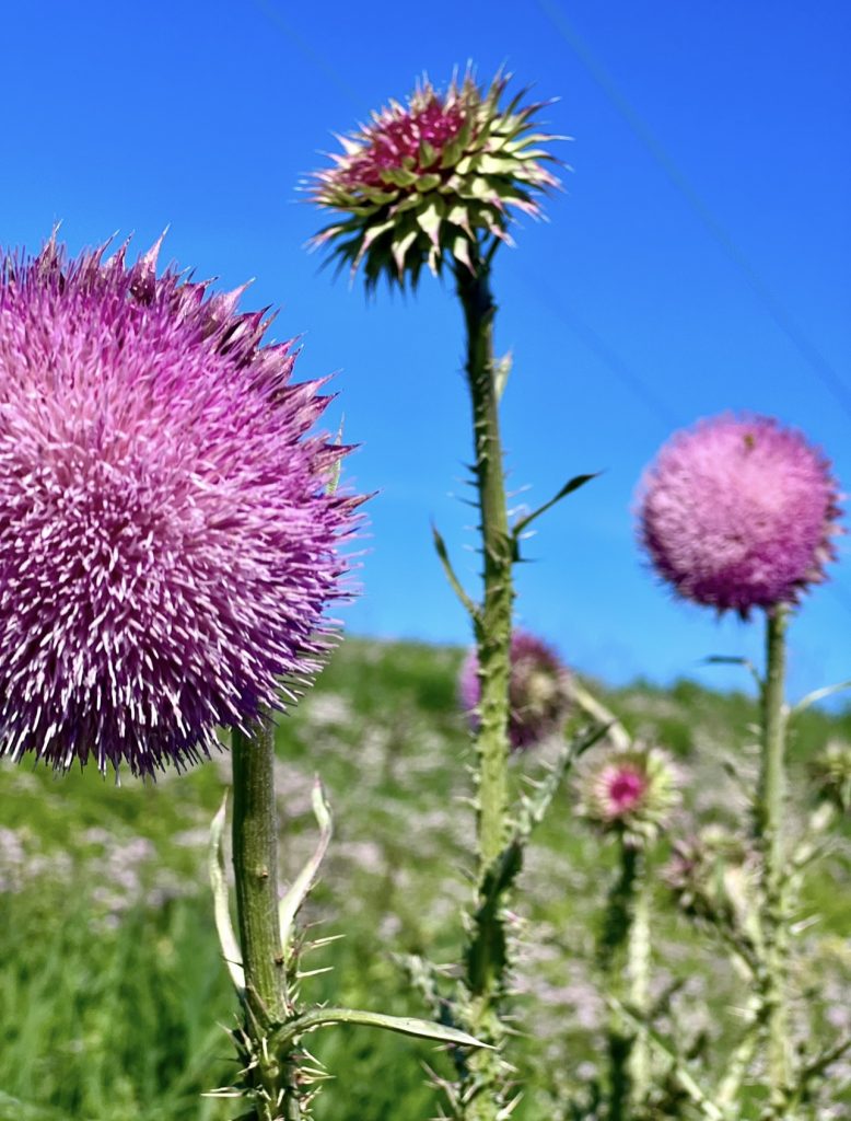 Thistle blooms