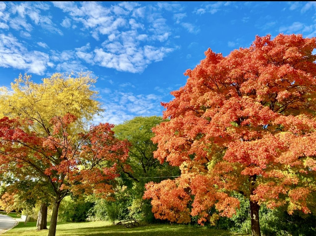 Fall on Honey Creek Pkwy