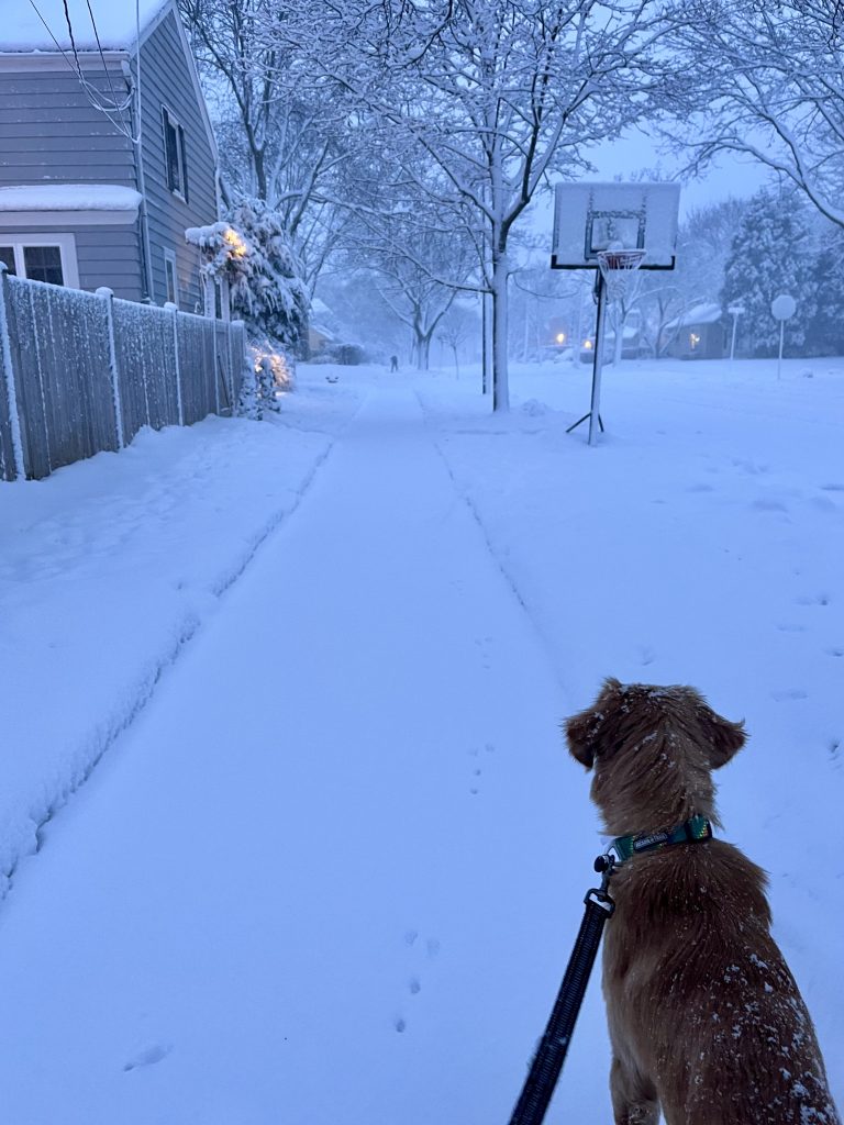 Pup’s First Pasadena Snow Day
